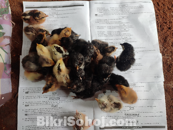 দেশি মুরগির বাচ্চা